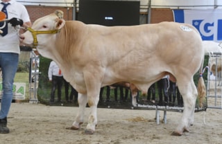 Aristote